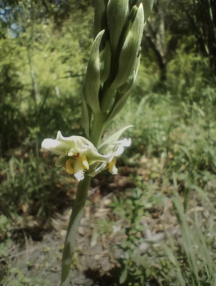 Orquídea blanca nativa entre el verde del bosque