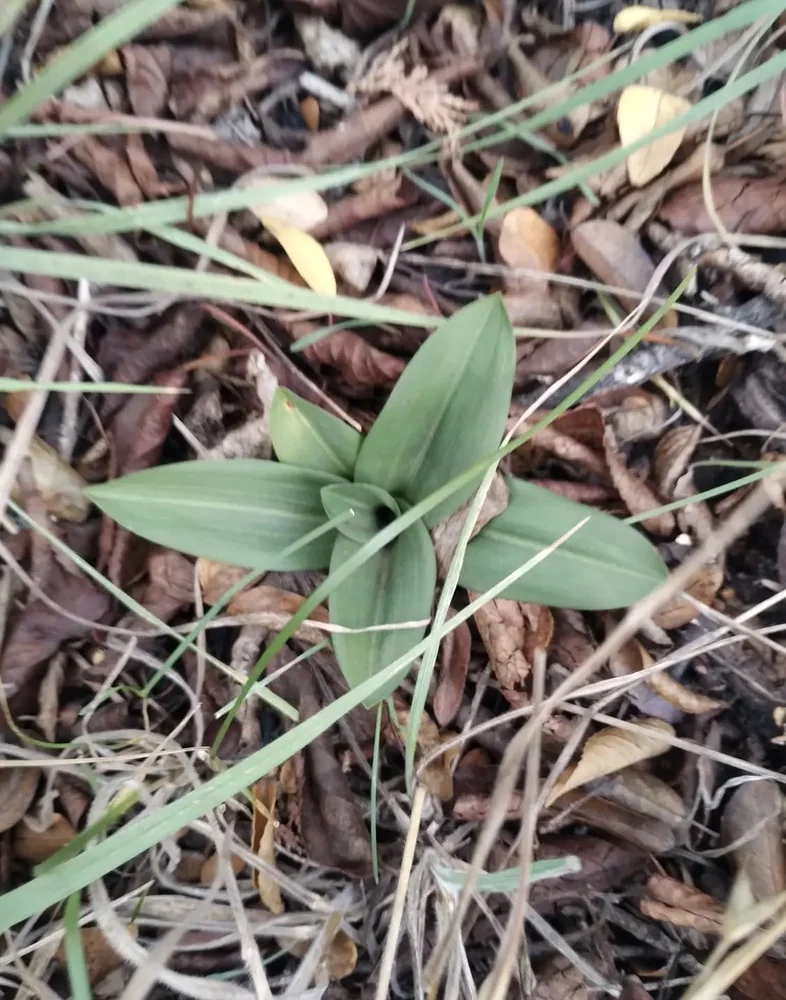 Brote joven de orquídea: roseta de hojas entre la hojarasca