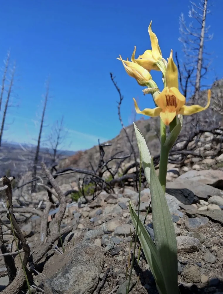 Orquídea amarilla nativa floreciendo sobre la tierra quemada